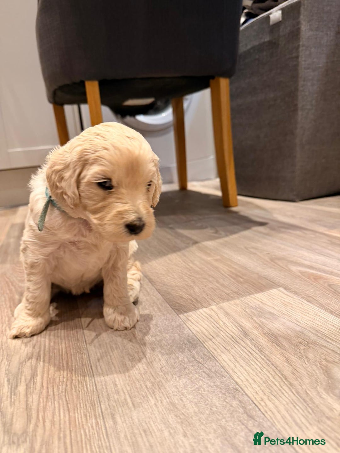 Goldendoodle dogs for sale: Golden doodle puppies  - Advert 18
