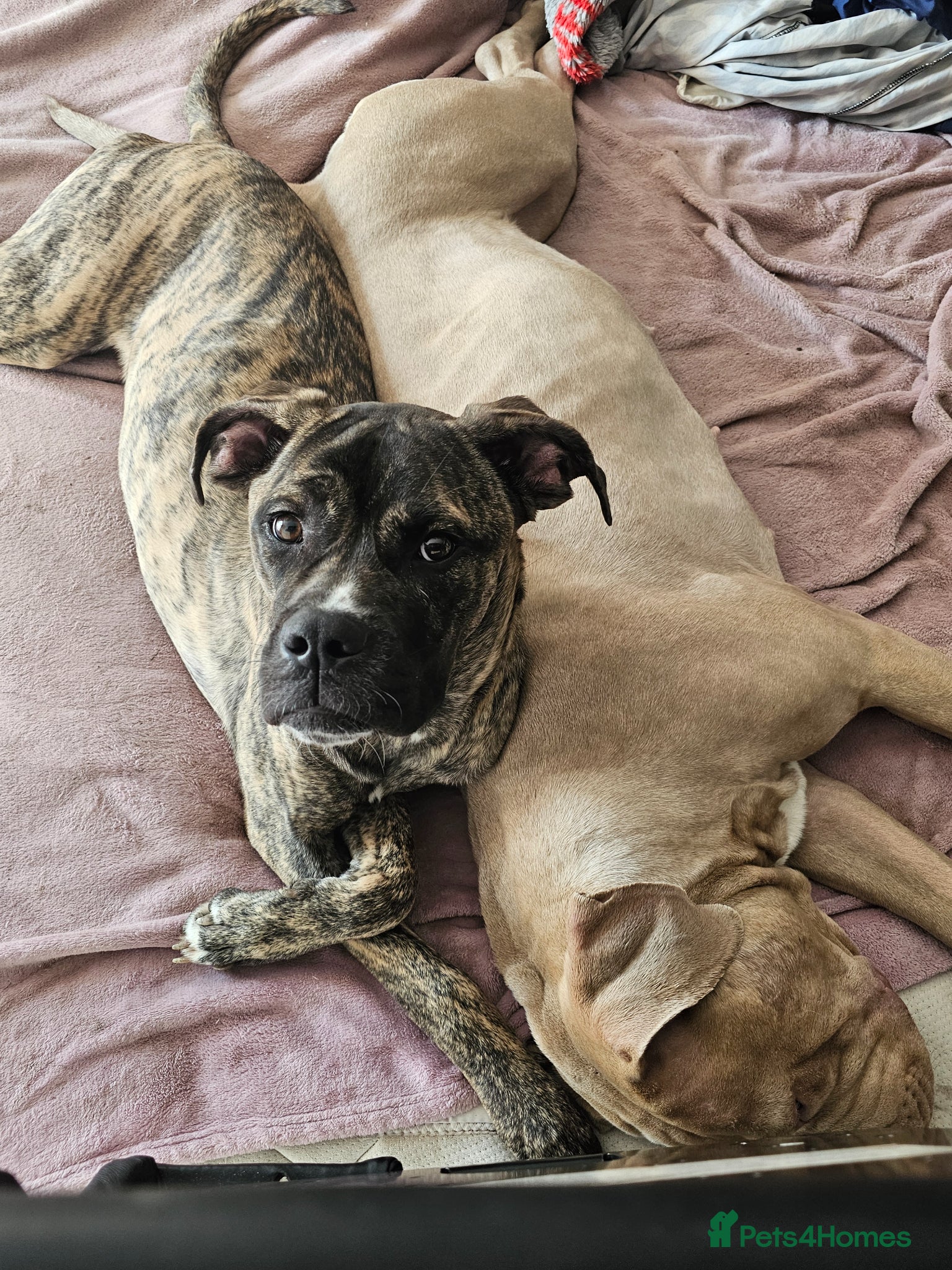 Cane Corso dogs Our Cane Corso Pheobe - Advert 2