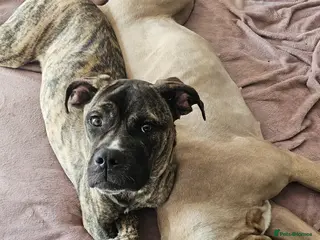 Cane Corso dogs Our Cane Corso Pheobe - Advert 2