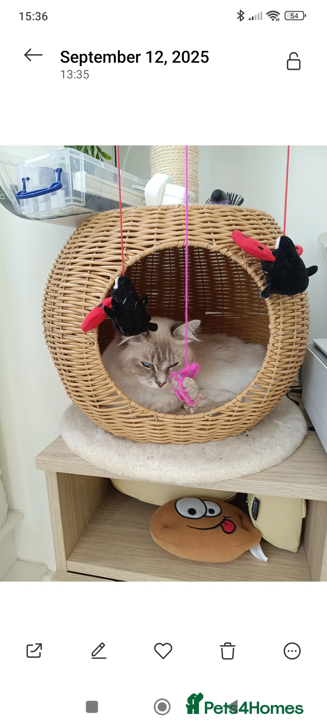 Ragdoll cats for sale: 3 Ragdoll Kittens for sale  - Advert 3