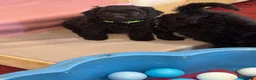 Cockapoo dogs for sale: F1b Cockapoos - Advert 4