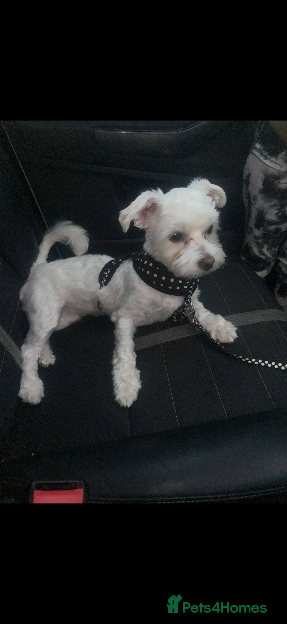 Maltese dogs Tiny Maltese Boy puppies 💙 - Advert 5