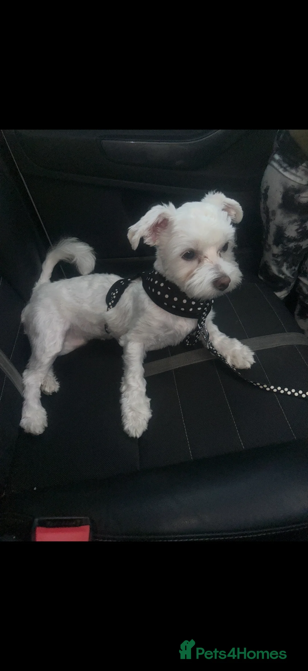 Maltese dogs for sale: Tiny Maltese Boy puppies 💙 - Advert 1