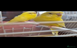 Budgerigars birds for sale: Budgies lutino for sale  - Image 5