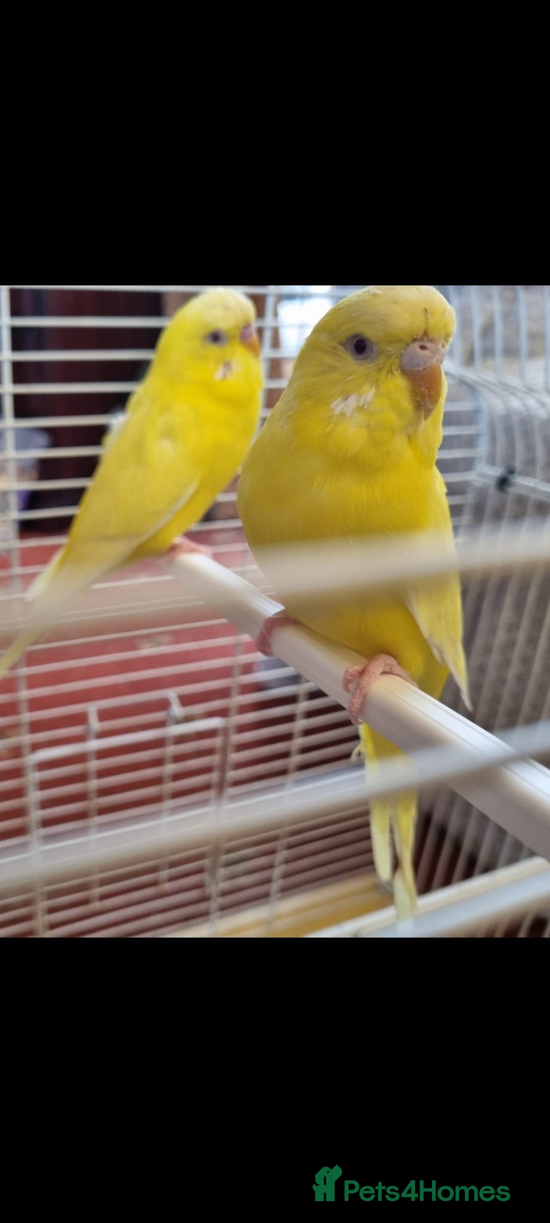 Budgerigars birds for sale: Budgies lutino for sale  - Image 5