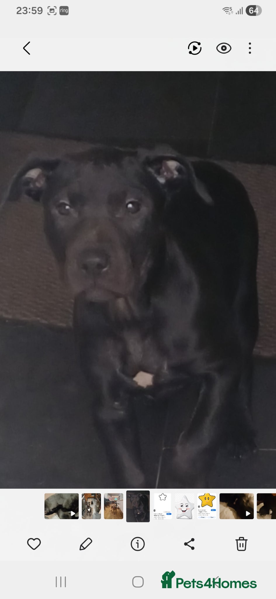 Mixed Breed dogs American staffordshire cross english bull terrier - Advert 1