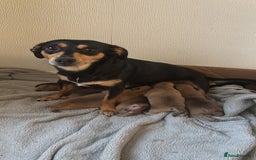 Mixed Breed dogs for sale: Chiweenie x Chugs  - Image 4