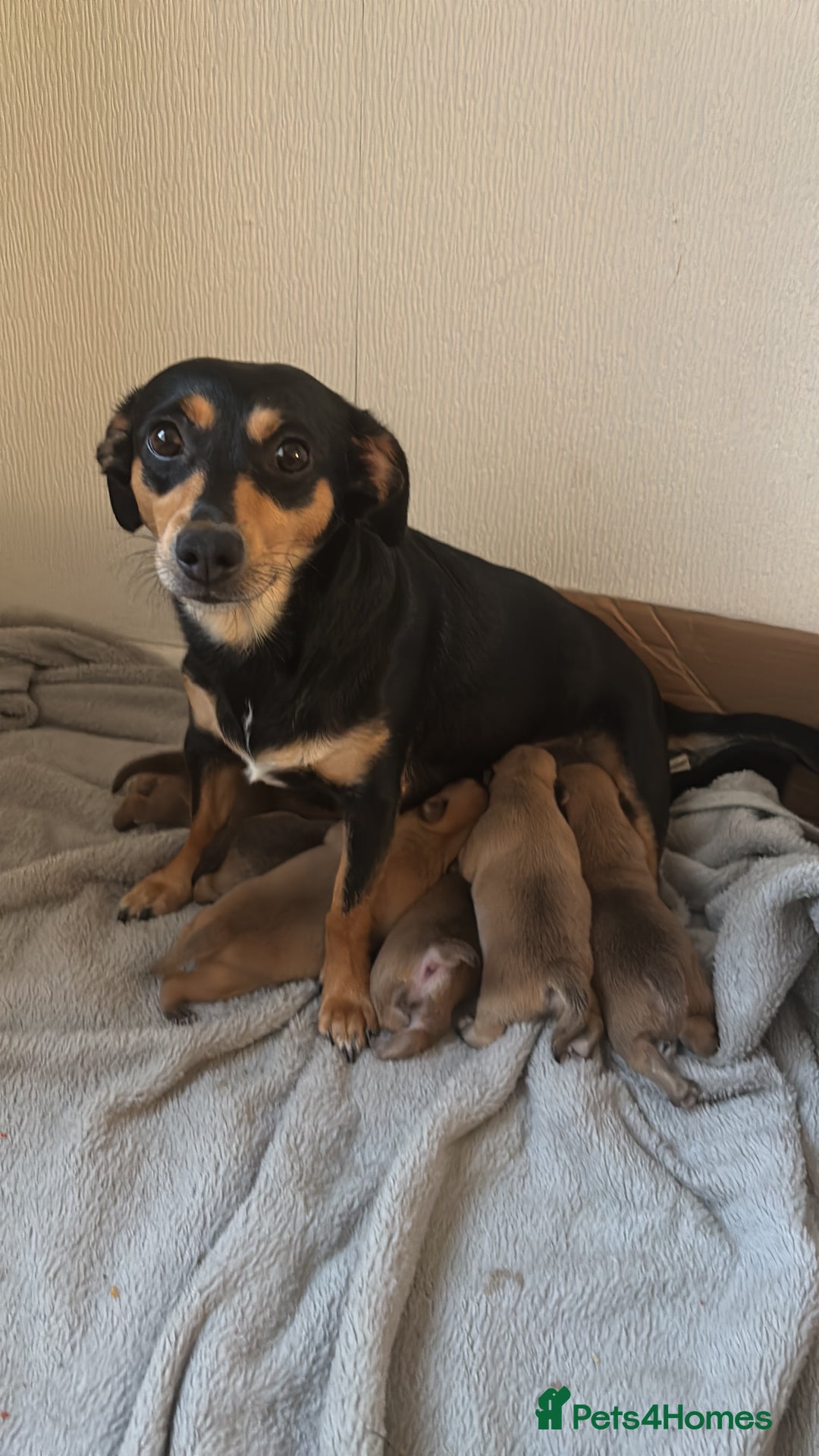 Mixed Breed dogs for sale: Chiweenie x Chugs  - Image 4