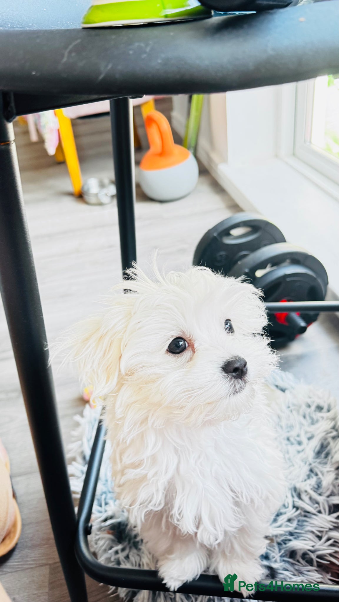Maltese dogs Pure breed pedigree Maltese boy  - Advert 2