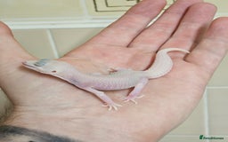 Leopard Gecko reptiles for sale: Supersnows leopard geckos normal and albino  - Image 9