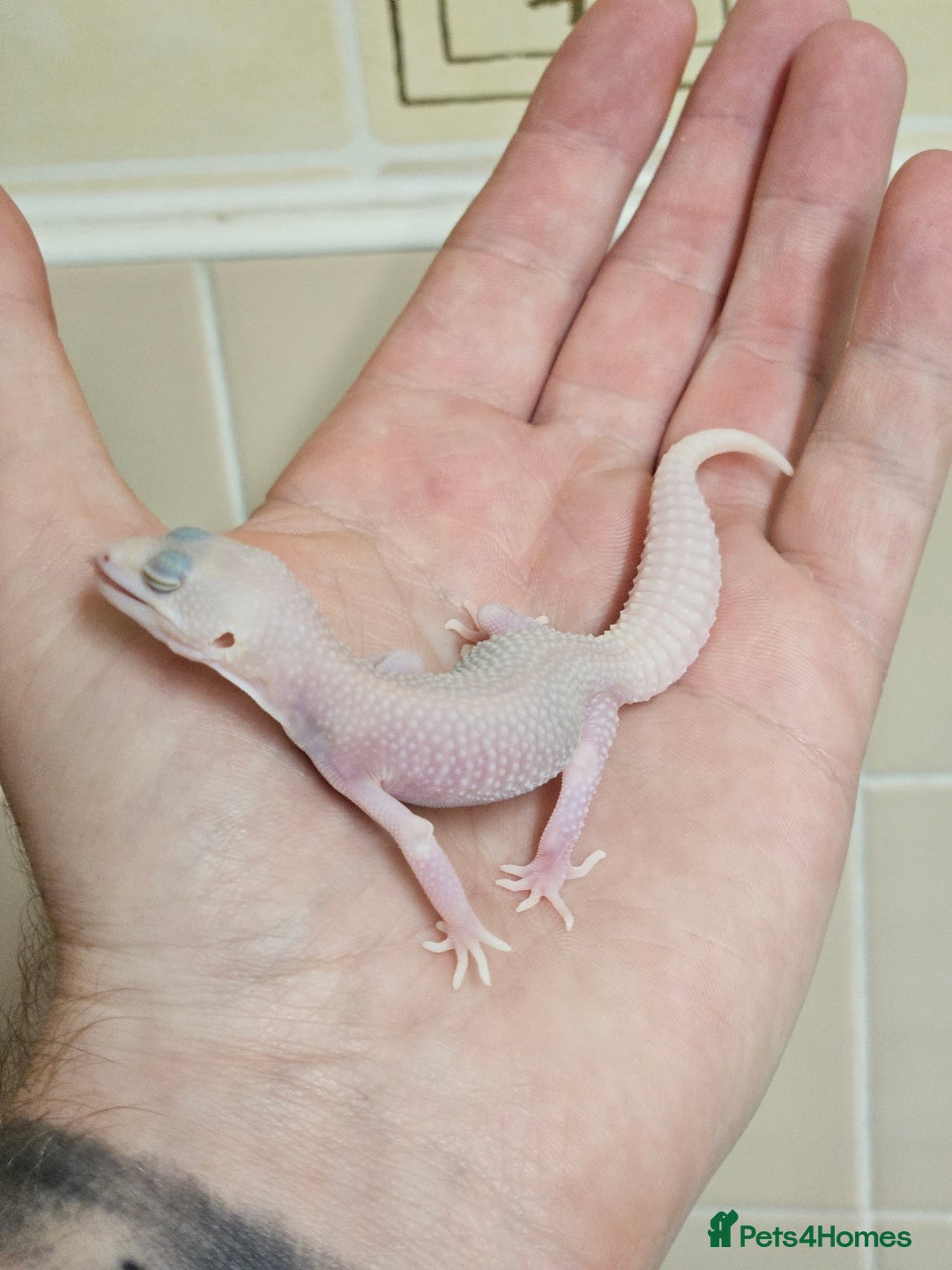 Leopard Gecko reptiles for sale: Supersnows leopard geckos normal and albino  - Image 9