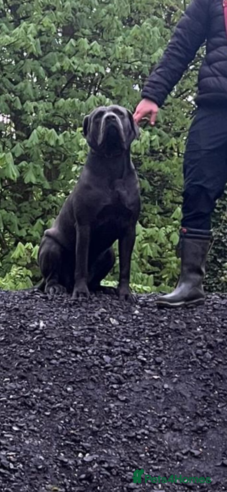 Cane Corso dogs for sale: Cane corso puppies  - Advert 3