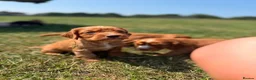 Cocker Spaniel dogs for sale: Working cocker spaniel puppies - Advert 5