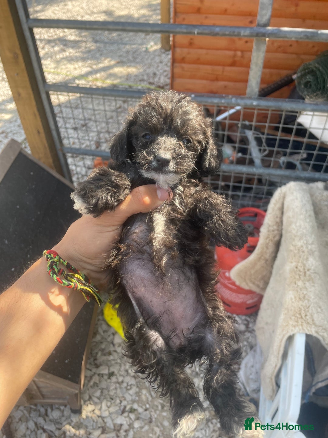 Doxiepoo dogs for sale: Doxiepoos - Image 26