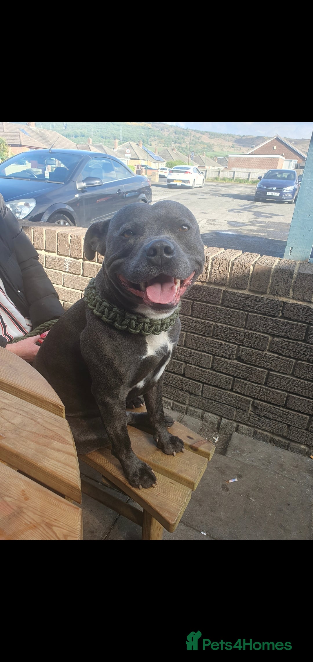 Staffordshire Bull Terrier dogs for stud: *PROVEN stud* Blue Staffordshire bull terrier in Middlesbrough - Advert 1