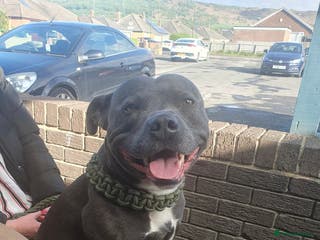 Staffordshire Bull Terrier dogs *PROVEN stud* Blue Staffordshire bull terrier in Middlesbrough - Advert 2