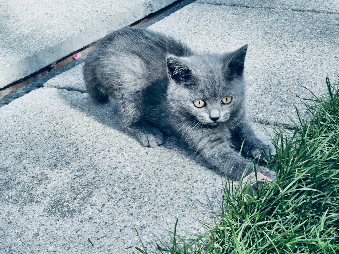 British Shorthair cats for sale: British shorthair  - Image 12