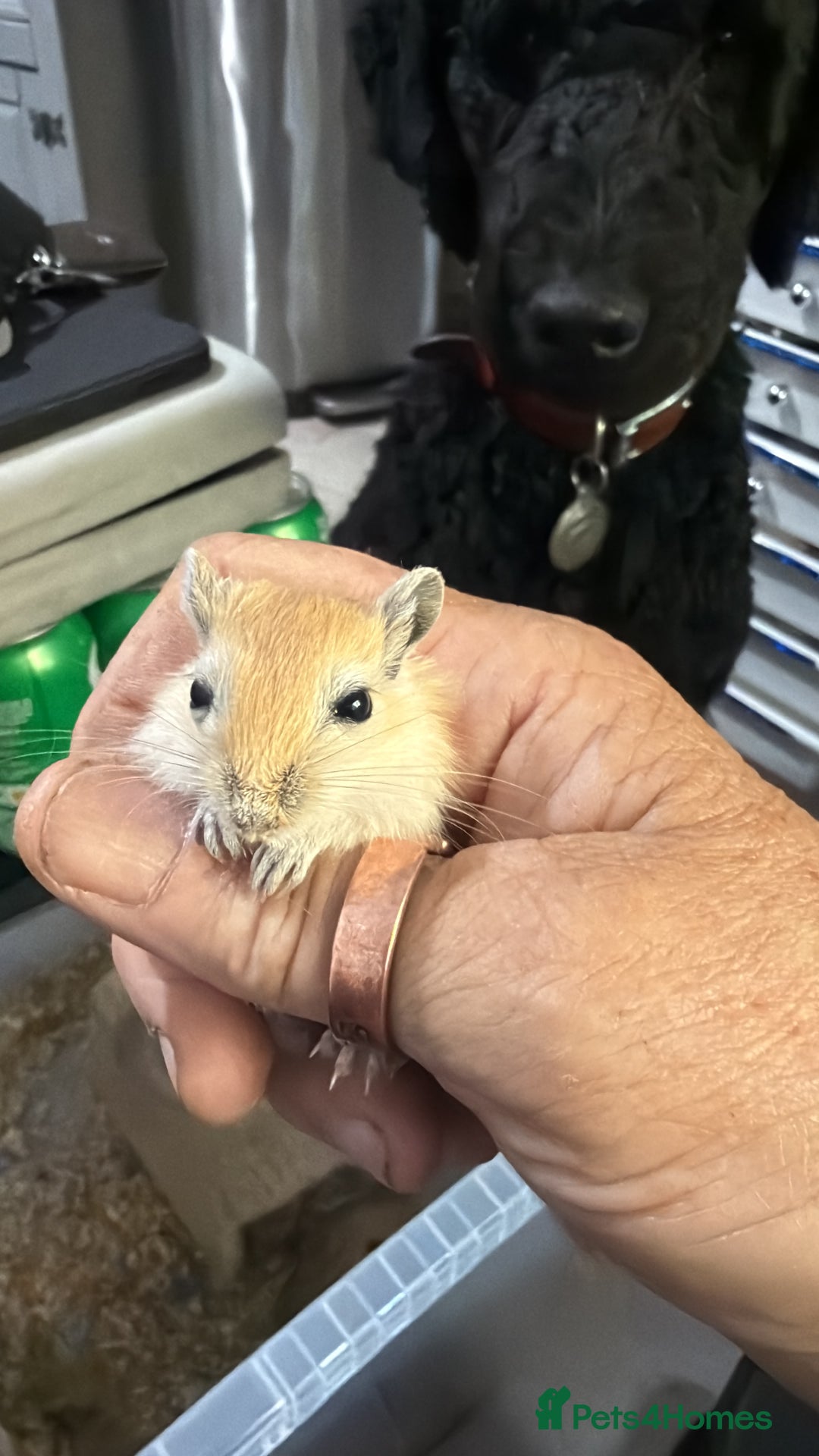 Gerbil rodents for sale: Baby gerbils  - Image 3