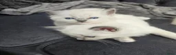 Ragdoll cats for sale: Beautiful mitted bluepoint ragdolls - Advert 9
