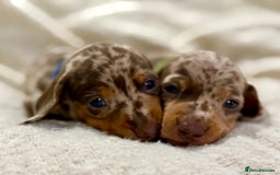 Miniature Dachshund dogs for sale: Mini Dachshund KC Reg -  ONLY 3 MALE PUPS LEFT!  - Advert 2