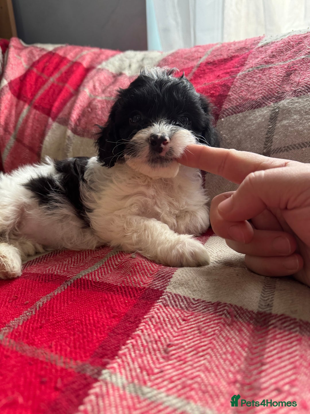 Mixed Breed dogs for sale: 7 Spinger cross Shihpoo puppies - Advert 16