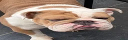 English Bulldog dogs for sale: KC REGISTERED BULLDOG PUPPIES READY NOW  in Carshalton - Advert 2