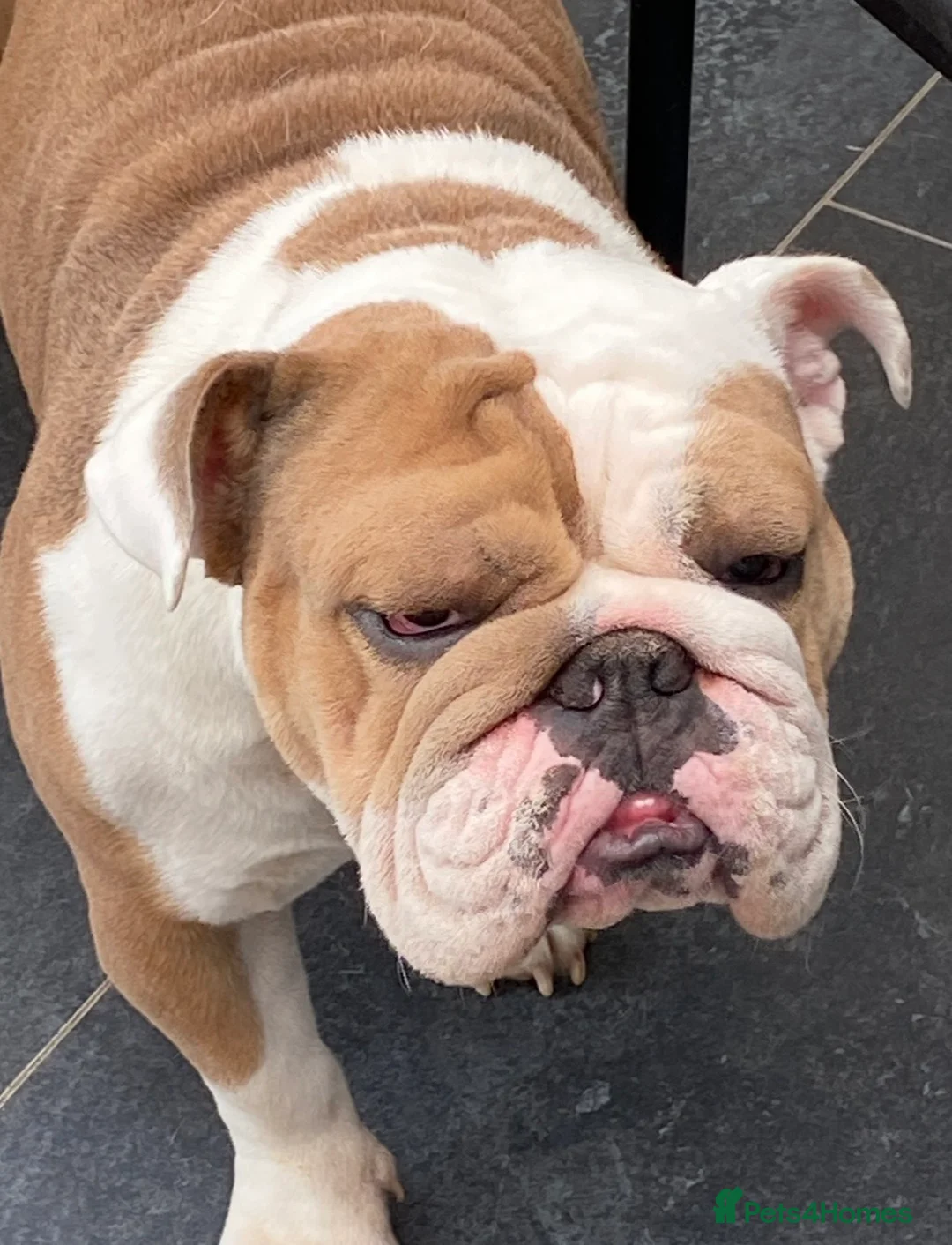 English Bulldog dogs for sale: KC REGISTERED BULLDOG PUPPIES READY NOW  in Carshalton - Advert 2