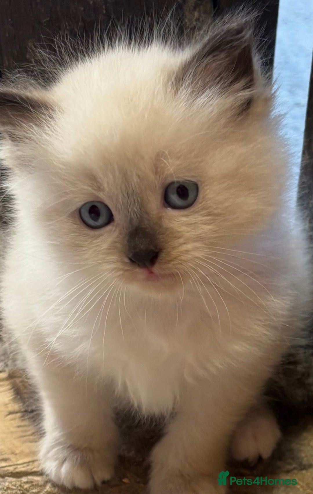 Siberian cats for sale: Adorable Neva Siberian  - Image 6