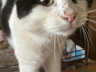 Mixed Breed cats Dylan - Advert 1