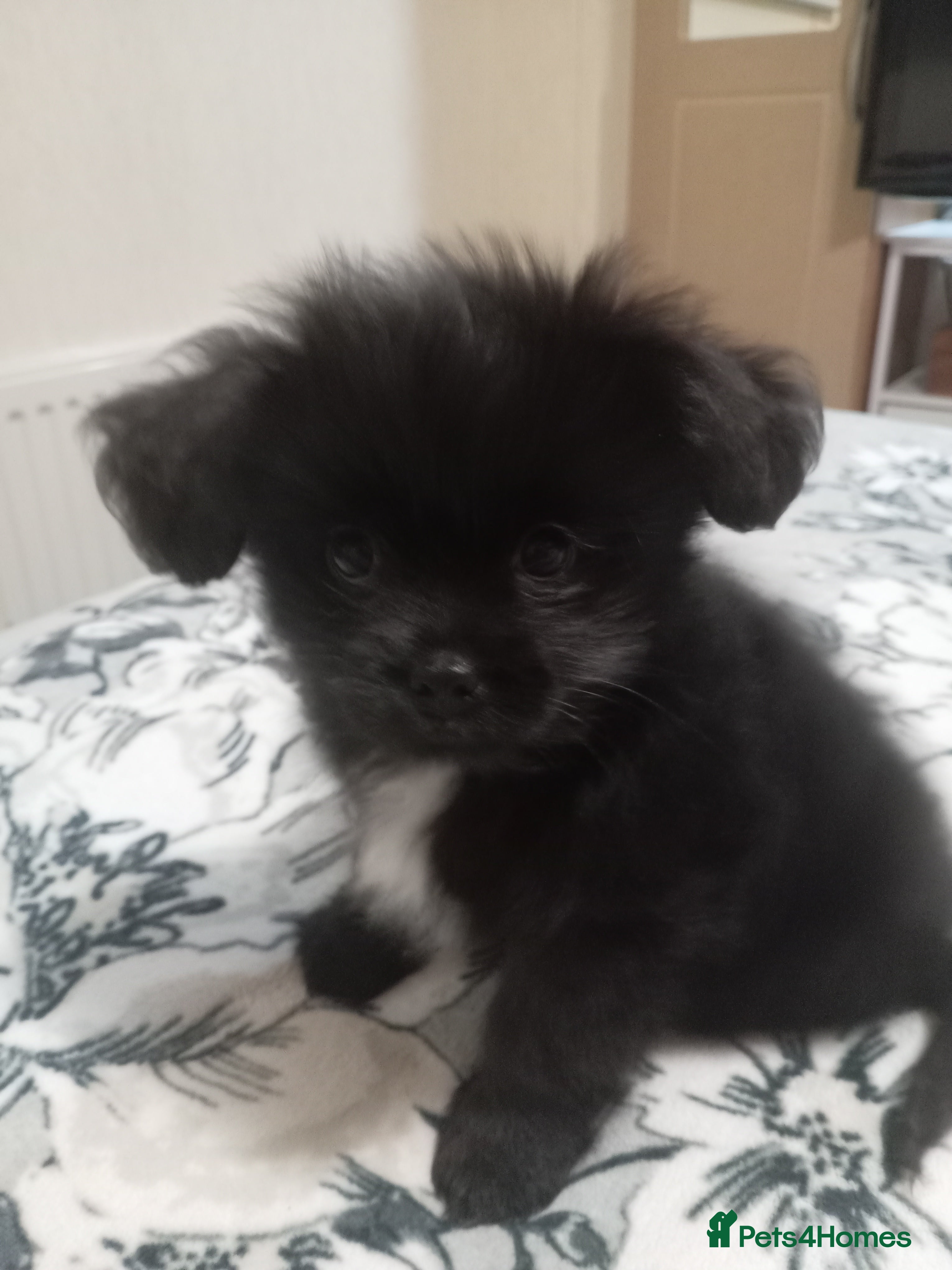 Mixed Breed dogs Shihpoo puppies for sale - Advert 12