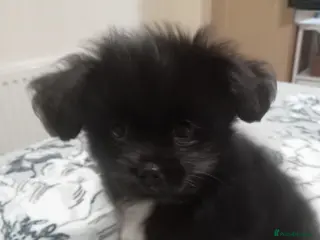 Mixed Breed dogs Shihpoo puppies for sale - Advert 12