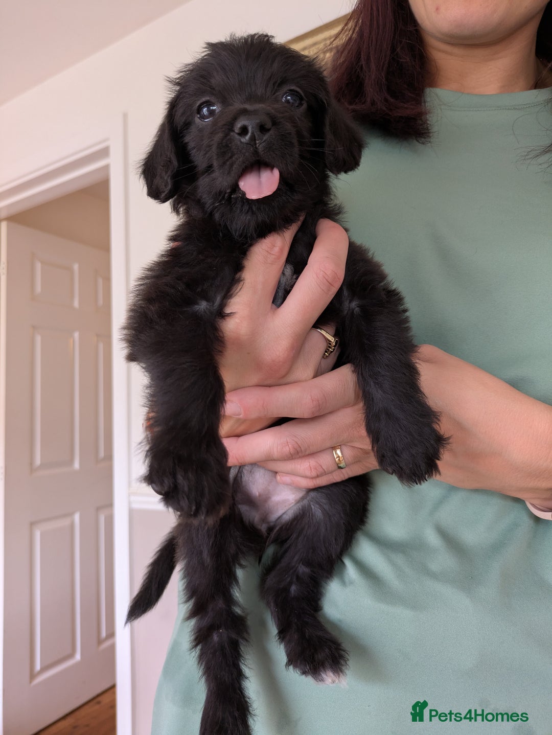 Mixed Breed dogs for sale: Gorgeous Black Poogledoodles Kid-Friendly Beauties - Image 25