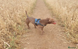 Mixed Breed dogs for sale: Brucie nearly 4 Cross breed  - Image 2