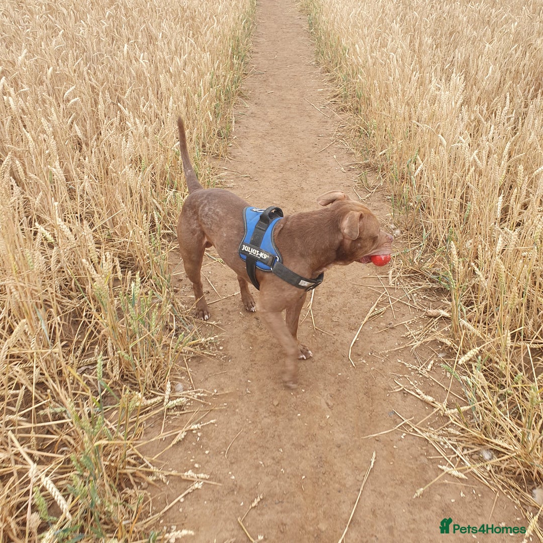 Mixed Breed dogs for sale: Brucie nearly 4 Cross breed  - Image 2