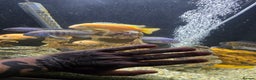 Cichlids fish for sale: Mixed large malawi cichlids - Advert 12