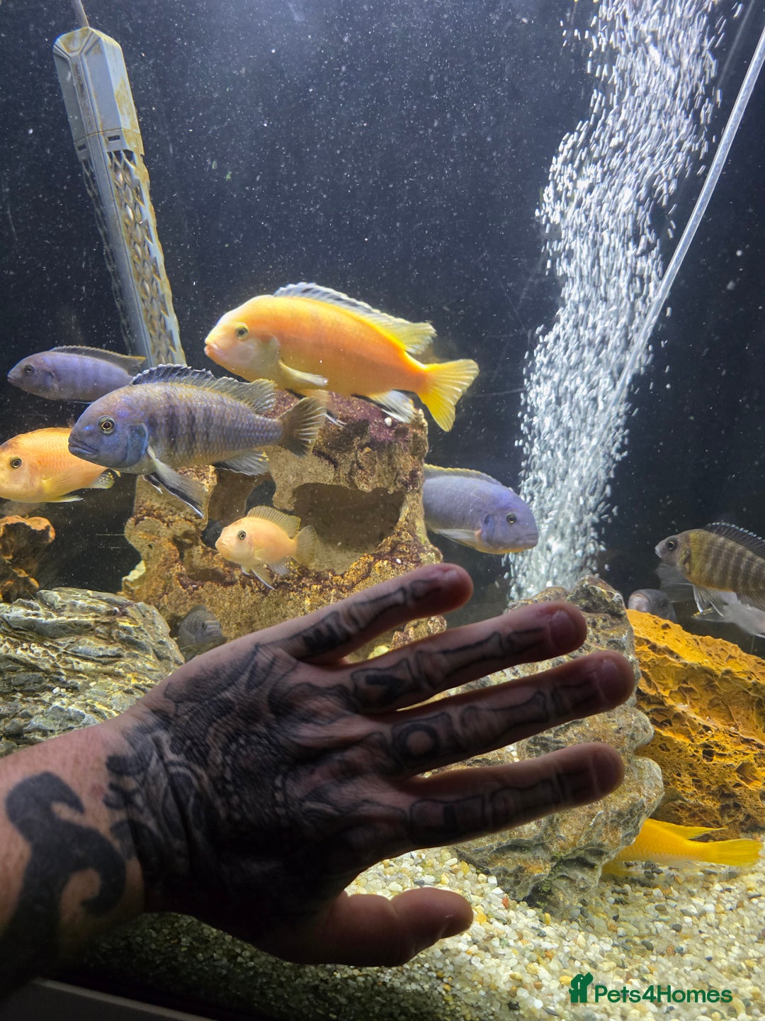 Cichlids fish for sale: Mixed large malawi cichlids - Advert 12