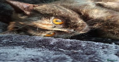 British Shorthair cats in Hyde - Advert 13