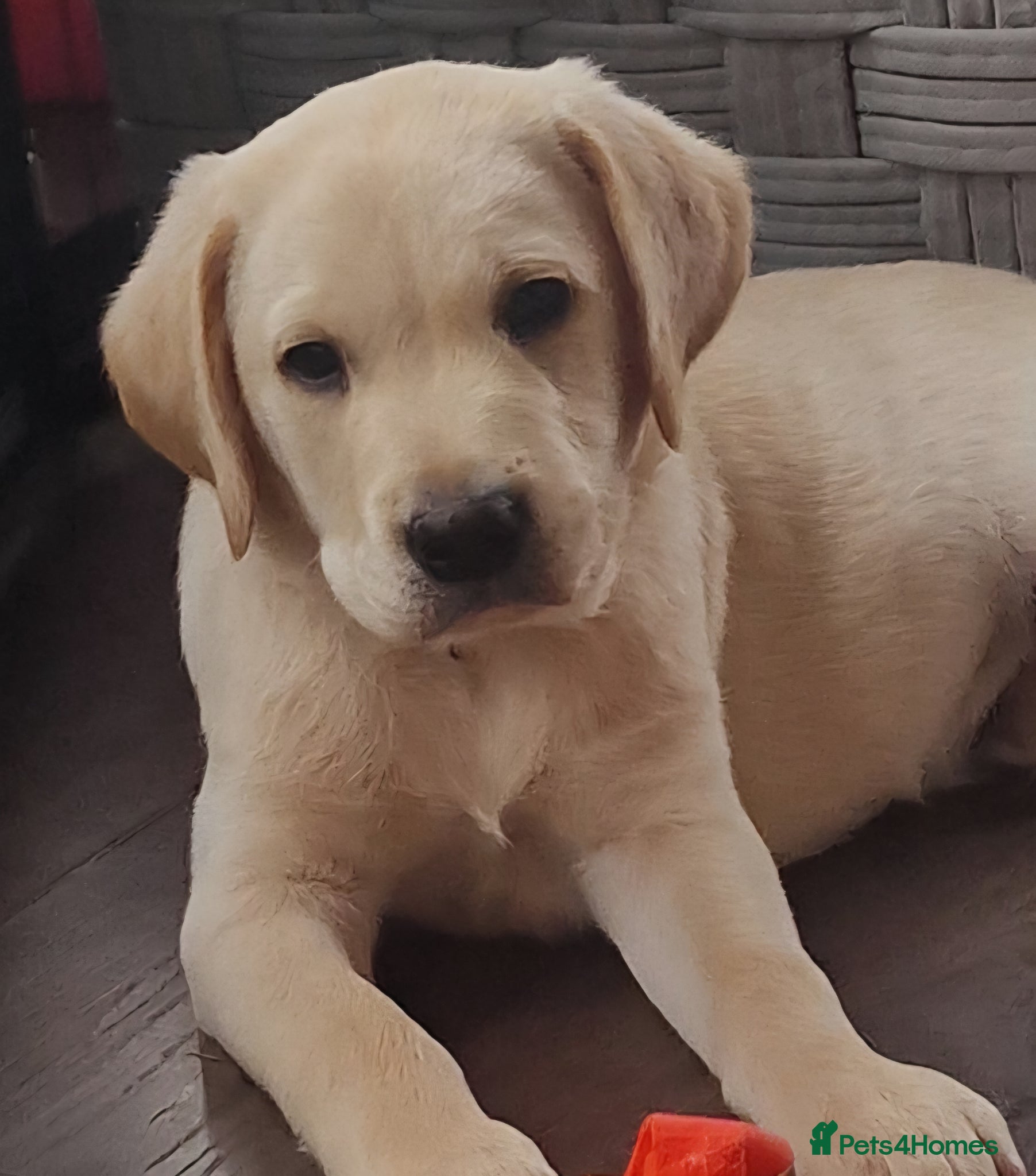 Labrador Retriever dogs Labrador Puppy  💙 Last Boy - Advert 1