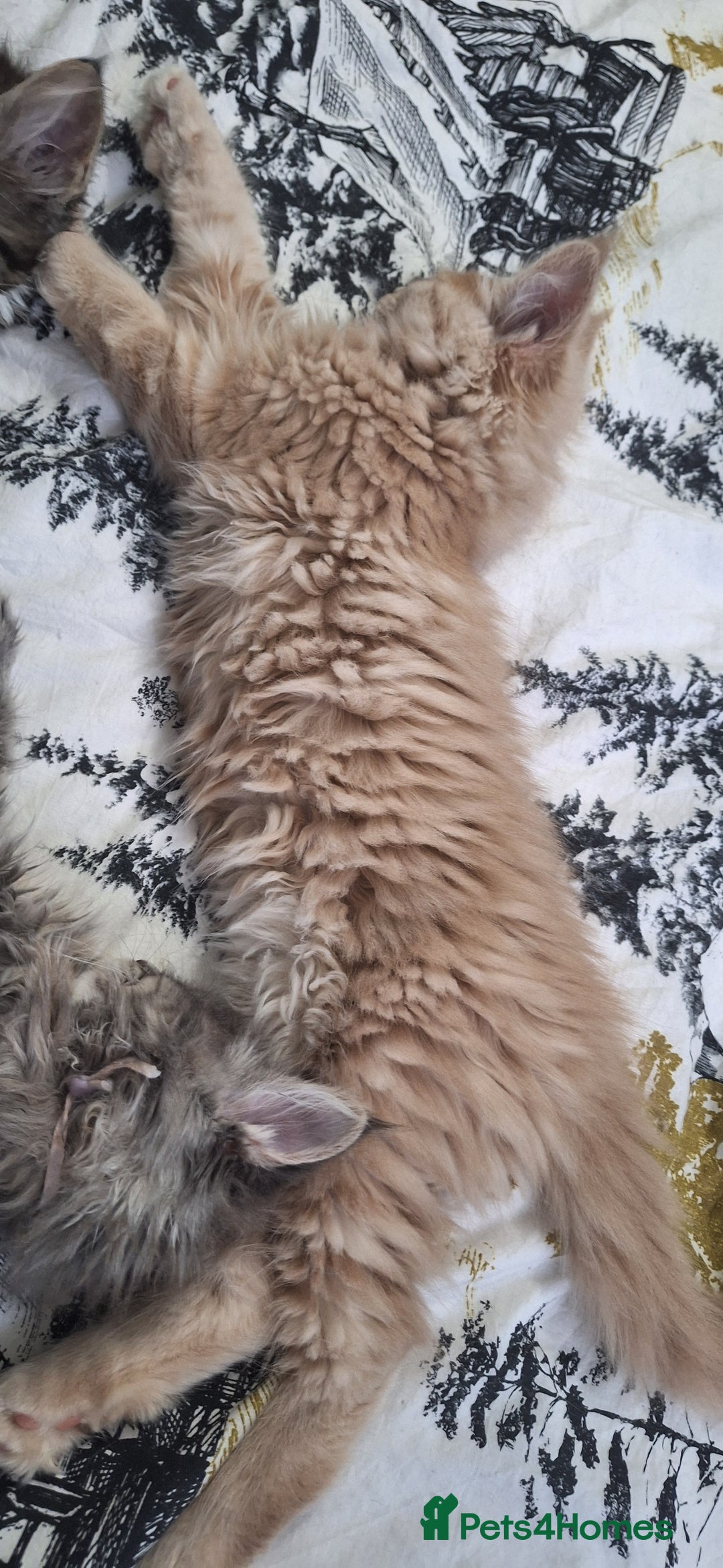 Maine Coon cats for sale: 😻 Ready Now 😻 Fluff Playful Maine Coon Kittens😻 - Advert 7