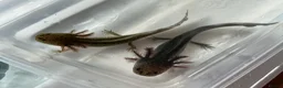 Axolotl reptiles for sale: Axolotl Jeuveniles  - Advert 7