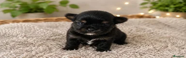 Yorkshire Terrier 2