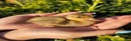 Ducks poultry for sale: Sexed Female Indian Runner Ducks - Advert 3