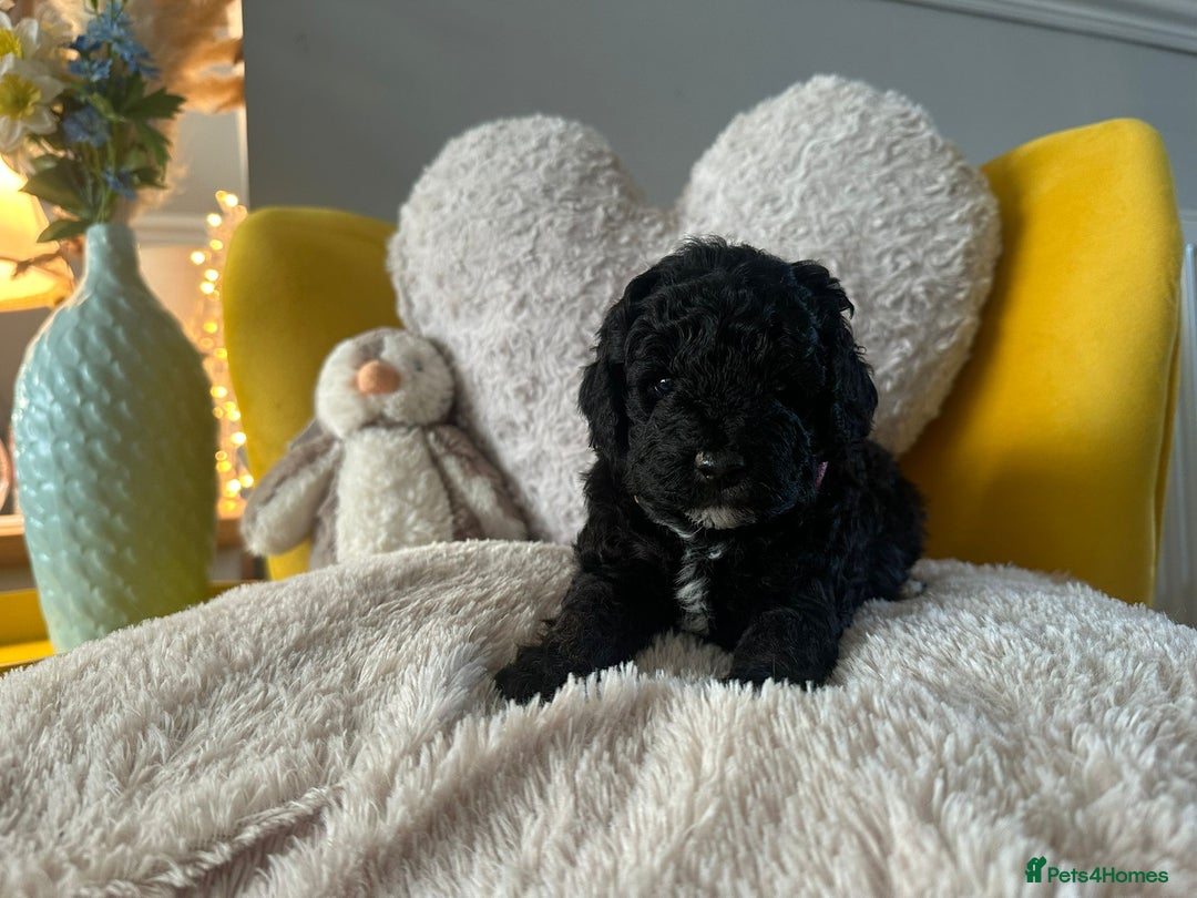 Schnoodle dogs for sale: Schnoodle Puppies - Advert 22