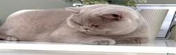 British Shorthair cats for sale: Beautiful British Kittens - Advert 2
