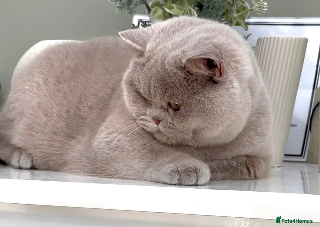 British Shorthair cats for sale: Beautiful British Kittens - Advert 2