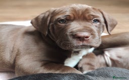 Mixed Breed dogs for sale: dog de bordeaux mixed Dalmatian  - Image 5