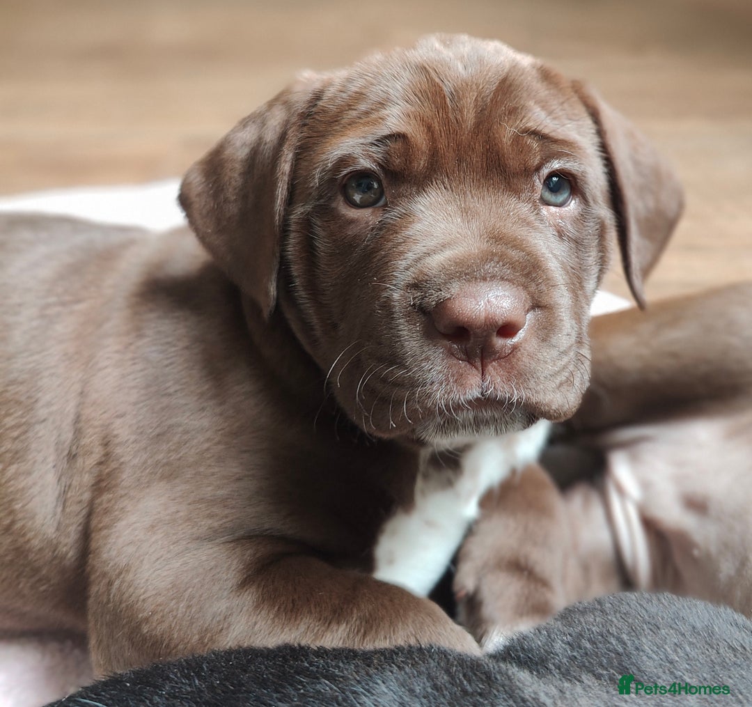 Mixed Breed dogs for sale: dog de bordeaux mixed Dalmatian  - Image 5