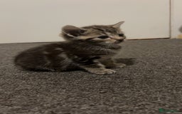 British Shorthair cats for sale: 1 tabby female 1 shaded female ready to go  - Advert 10