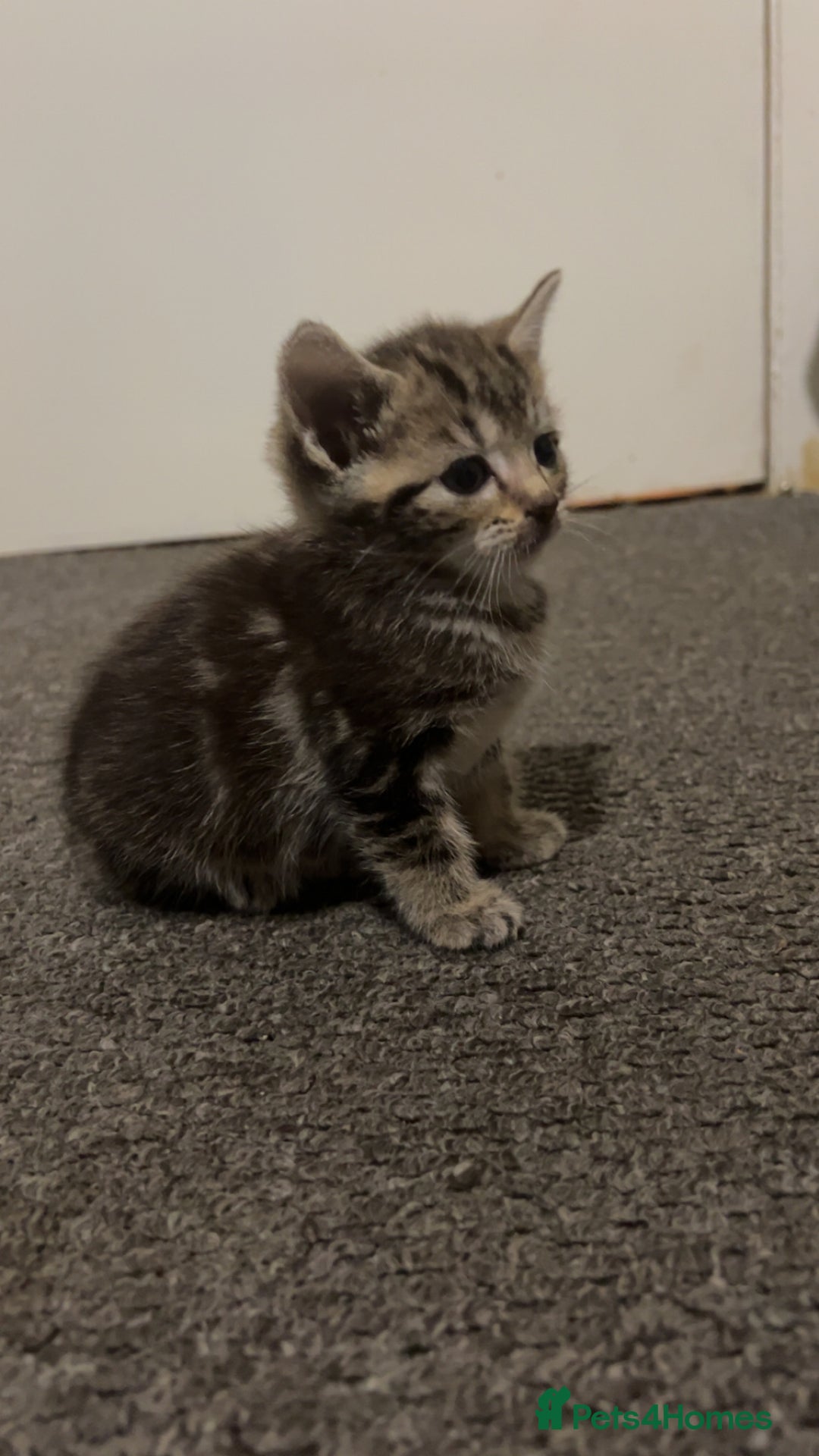 British Shorthair cats for sale: 1 tabby female 1 shaded female ready to go  - Advert 10