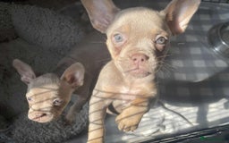 American Bulldog dogs for sale: Pocket bully  - Image 1